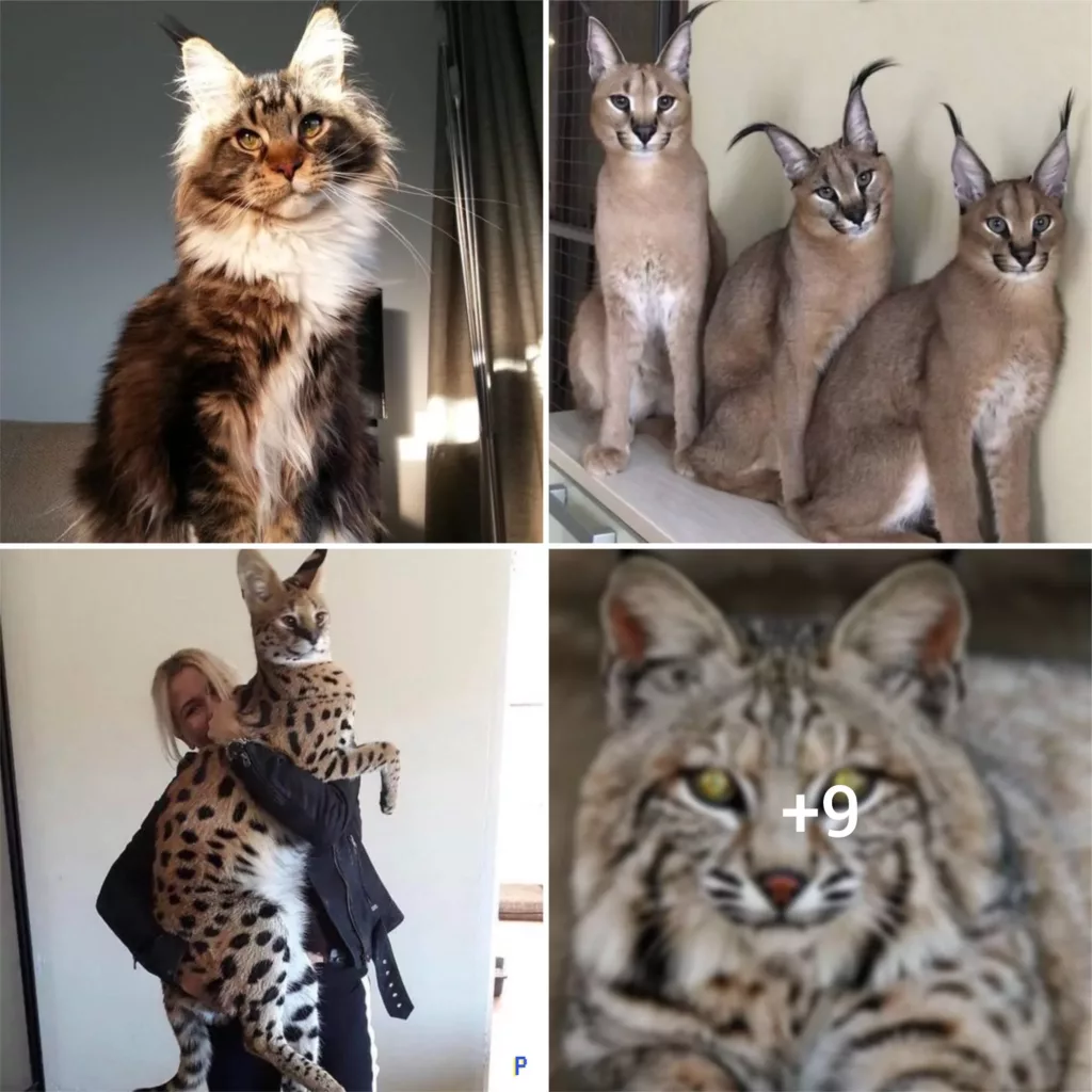 Discover the Stunning World of 10 Feline Breeds That Will Amaze You