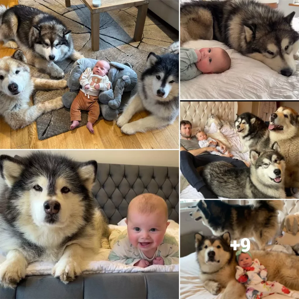 Meet Your Baby’s New Best Friends: Three Huge Canine Guardians!