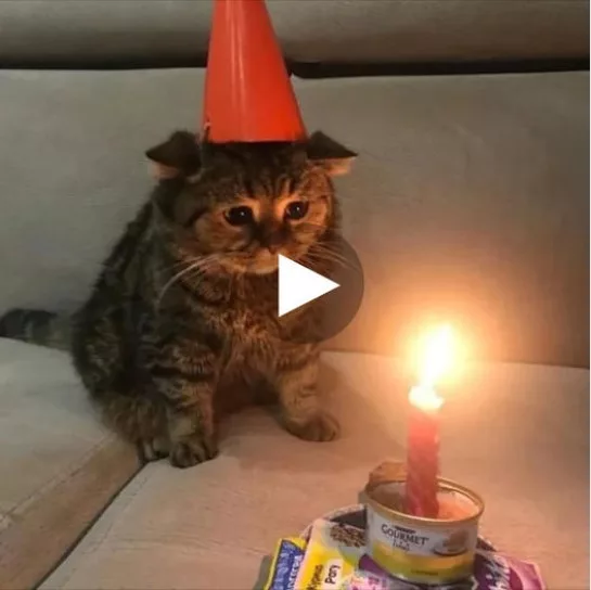 “Cheer up your feline friend on their special day: Celebrate your cat’s birthday and make them feel loved”
